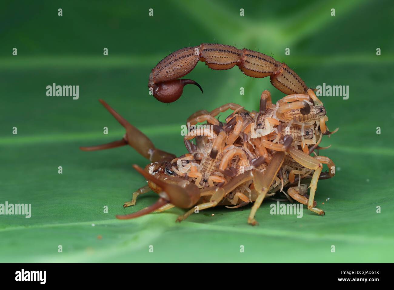 Hottentotta scorpion with scorplings on her back, Indonesia Stock Photo