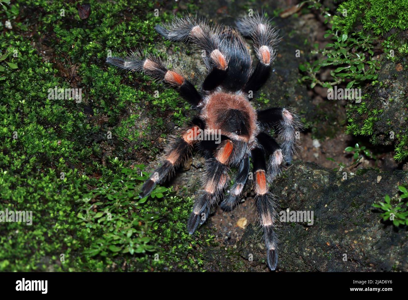 Overhead view of Hamorii tarantula (Brachypelma hamorii) on mossy ground, Indonesia Stock Photo