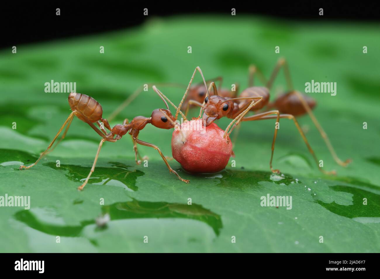 Ant hunting hires stock photography and images Alamy