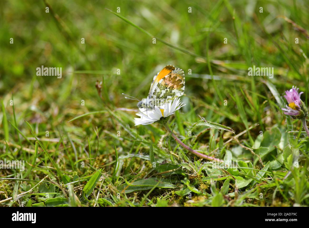 Orangetip butterfly Anthocharis cardamines Stock Photo Alamy