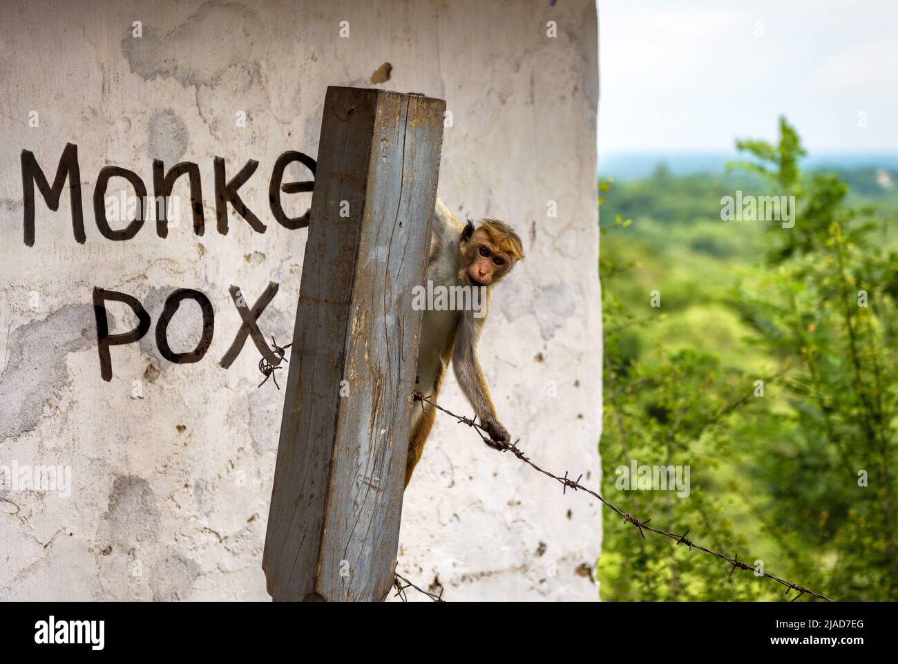Monkey is against old stone wall with painted word Monkeypox in restricted area. Monkey pox virus, dangerous disease spreads in world. Concept of smal Stock Photo