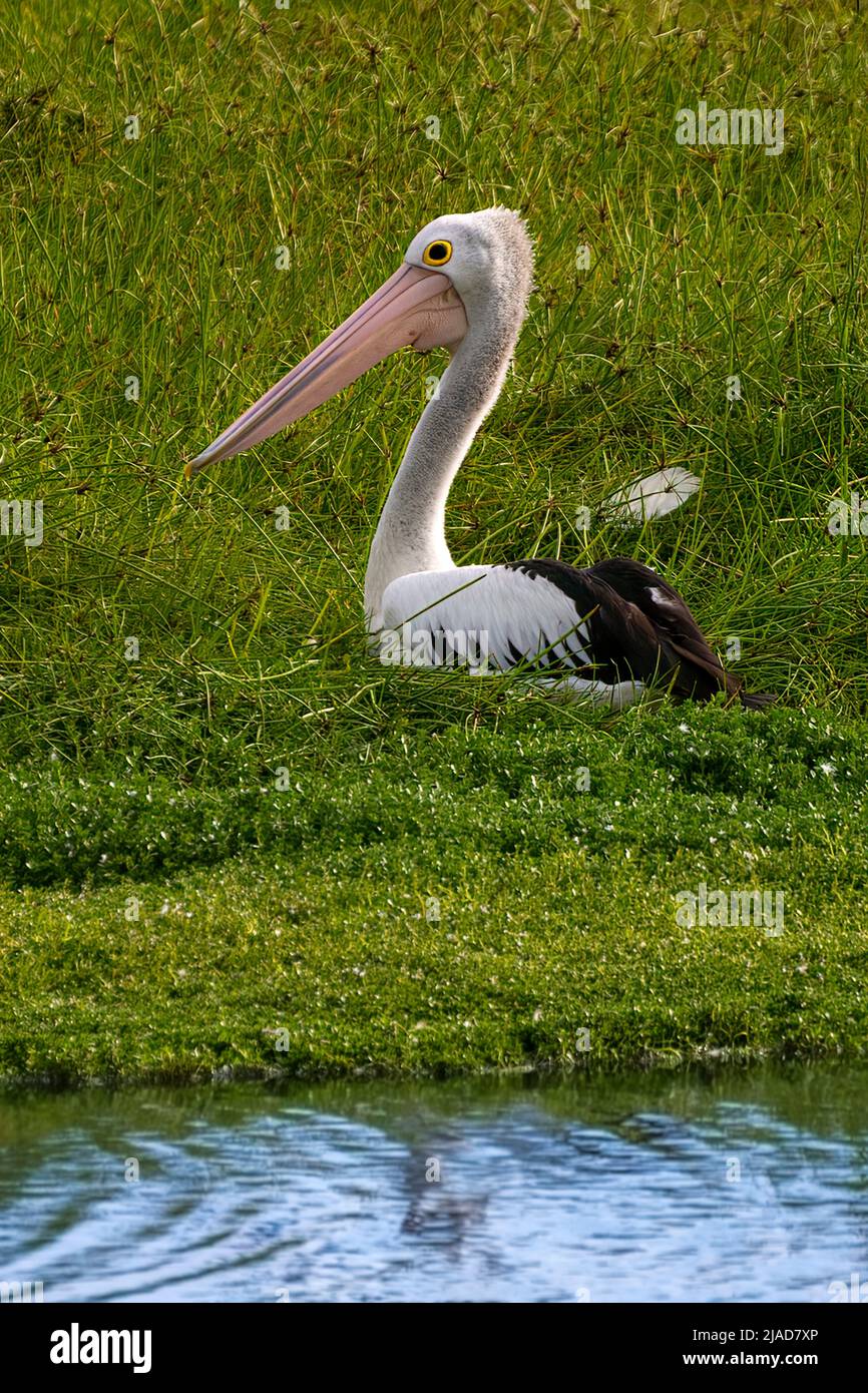 Australian pelican (Pelecanus conspicillatus) sitting on a riverbank, Australia Stock Photo