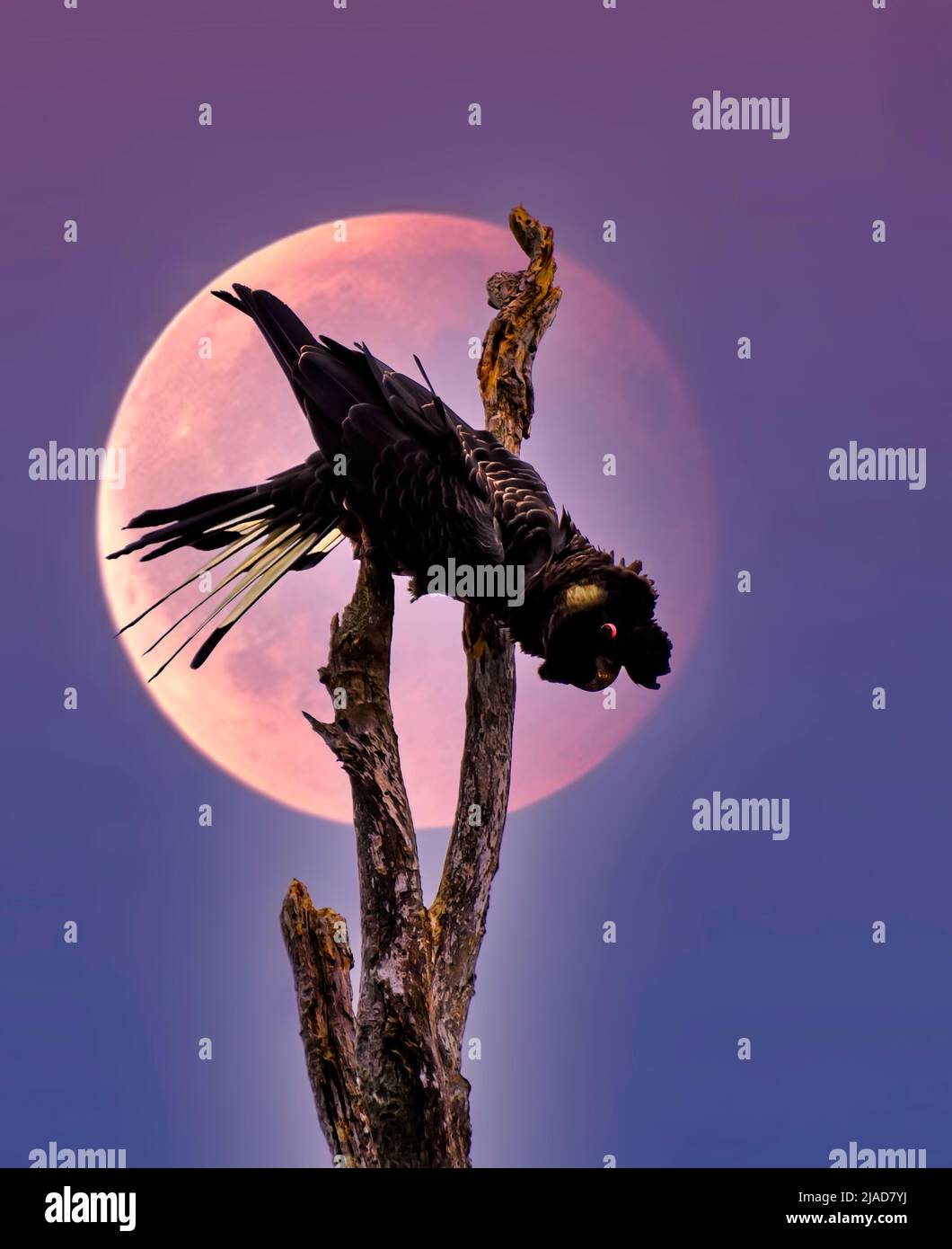 Short-billed Black Cockatoo (Calyptorhynchus latirostris) perched on a branch in front of a full moon, Australia Stock Photo