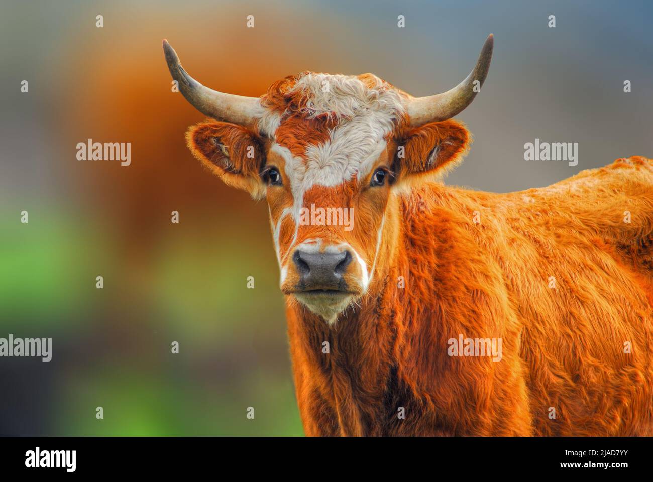 Portrait of a red and white Ayrshire dairy cow, Australia Stock Photo