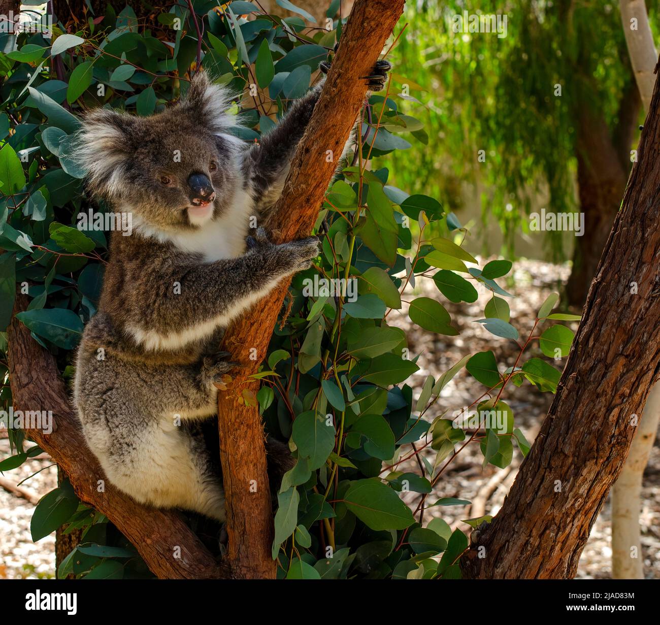 Close-up Portrait of a koala in a eucalyptus tree, Western Australia, Australia Stock Photo