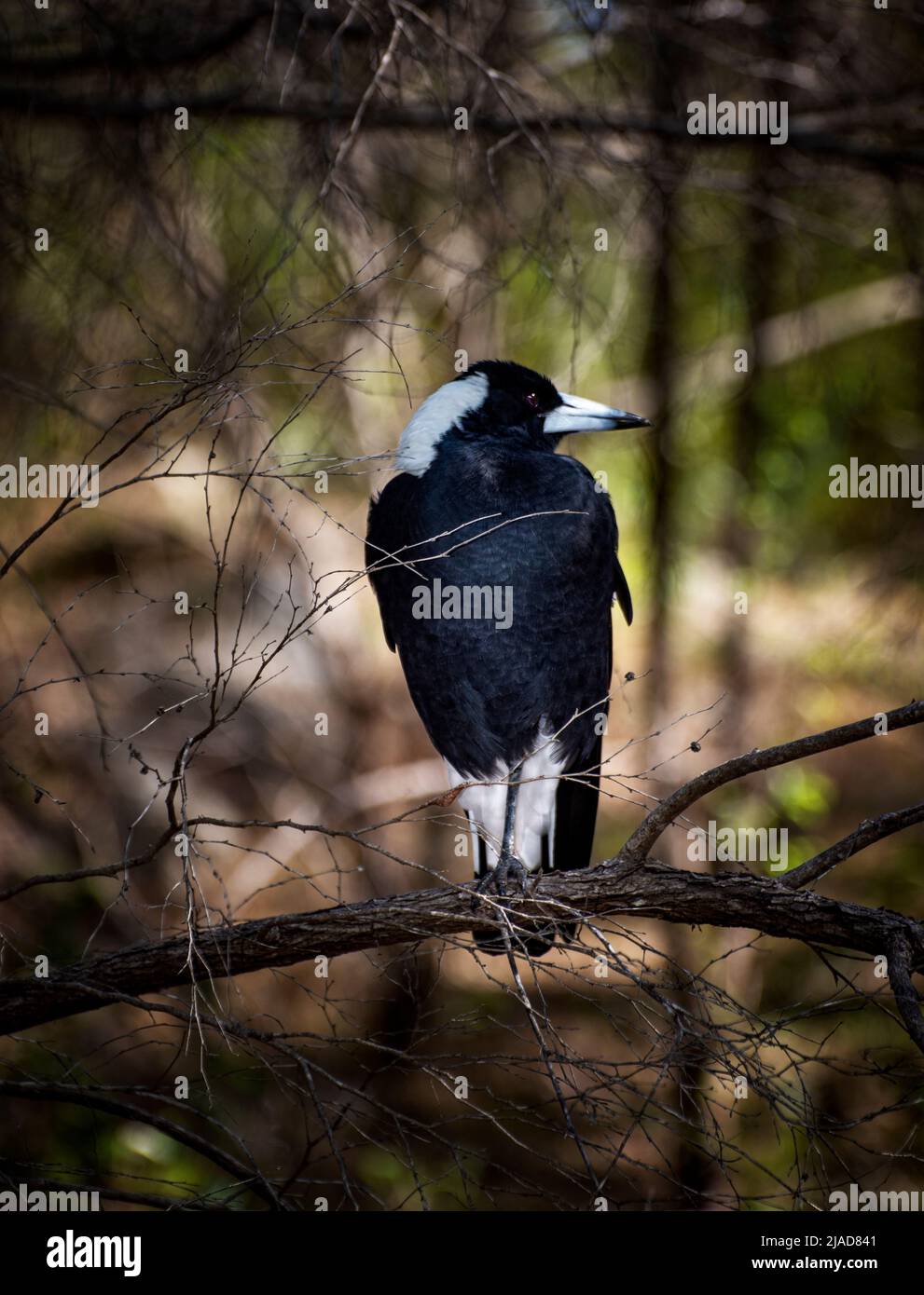 Australian Magpie (Gymnorhina tibicen) sitting on a branch, Australia Stock Photo