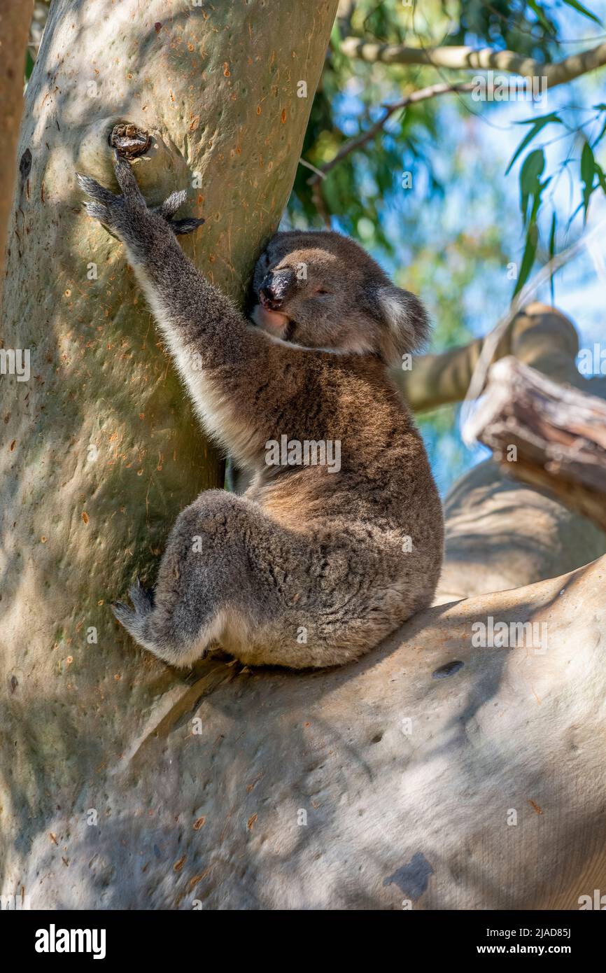 Close-up Portrait of a koala in a eucalyptus tree, Western Australia, Australia Stock Photo