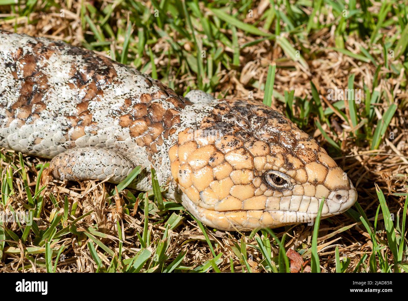 Close-up of a common blue-tongued skink (Tiliqua scincoides) on grass, Australia Stock Photo