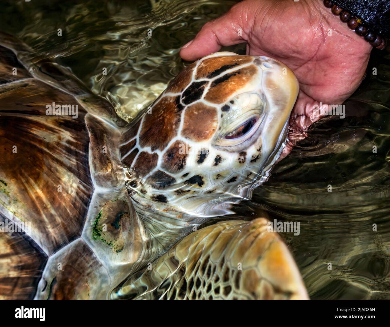 Person stroking a green sea turtle's head in ocean, Indonesia Stock Photo
