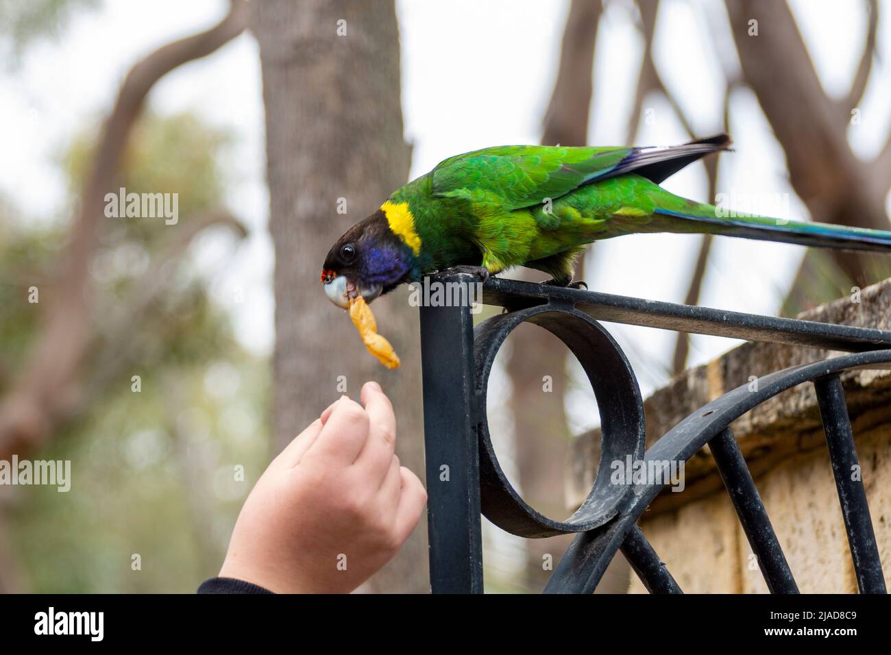 Person feeding a Australian ringneck parrot (Barnardius zonarius semitorquatus), Western Australia, Australia Stock Photo