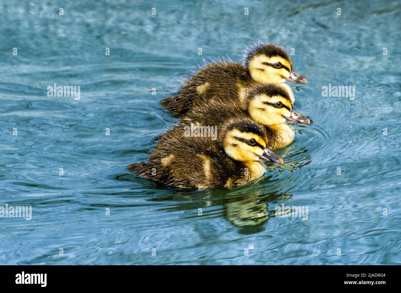 Three mallard Ducklings swimming side by side in a lake, Australia Stock Photo