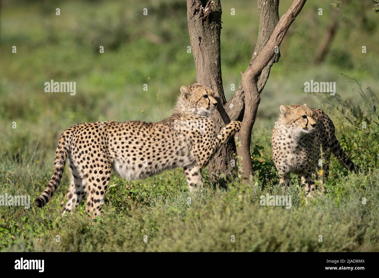 Cheetah siblings clawing acacia tree, Tanzania Stock Photo