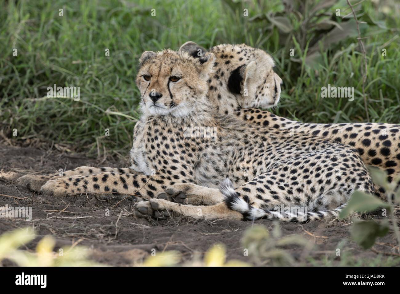 Cheetah mom and cub resting in the shade, Tanzania Stock Photo