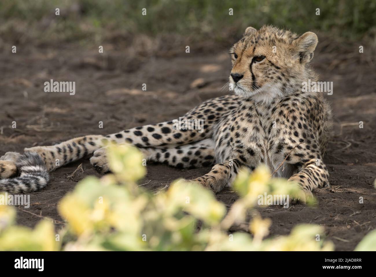 Cheetah cub resting in the shade, Tanzania Stock Photo