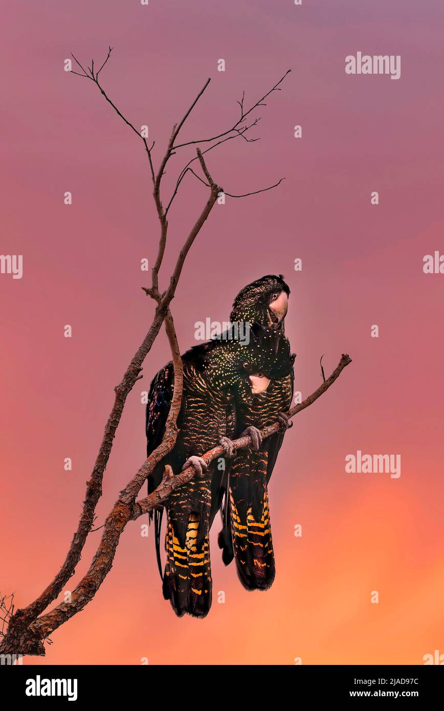 Two red-tailed black cockatoos sitting side by side on a branch at sunset, Australia Stock Photo