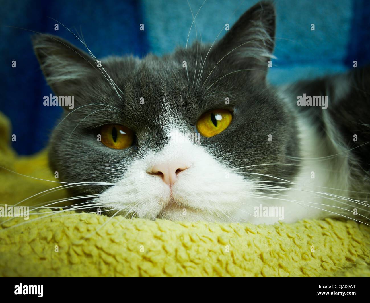 Close up portrait of a british bicolour scottish fold cat looking around. beautiful cat look Stock Photo