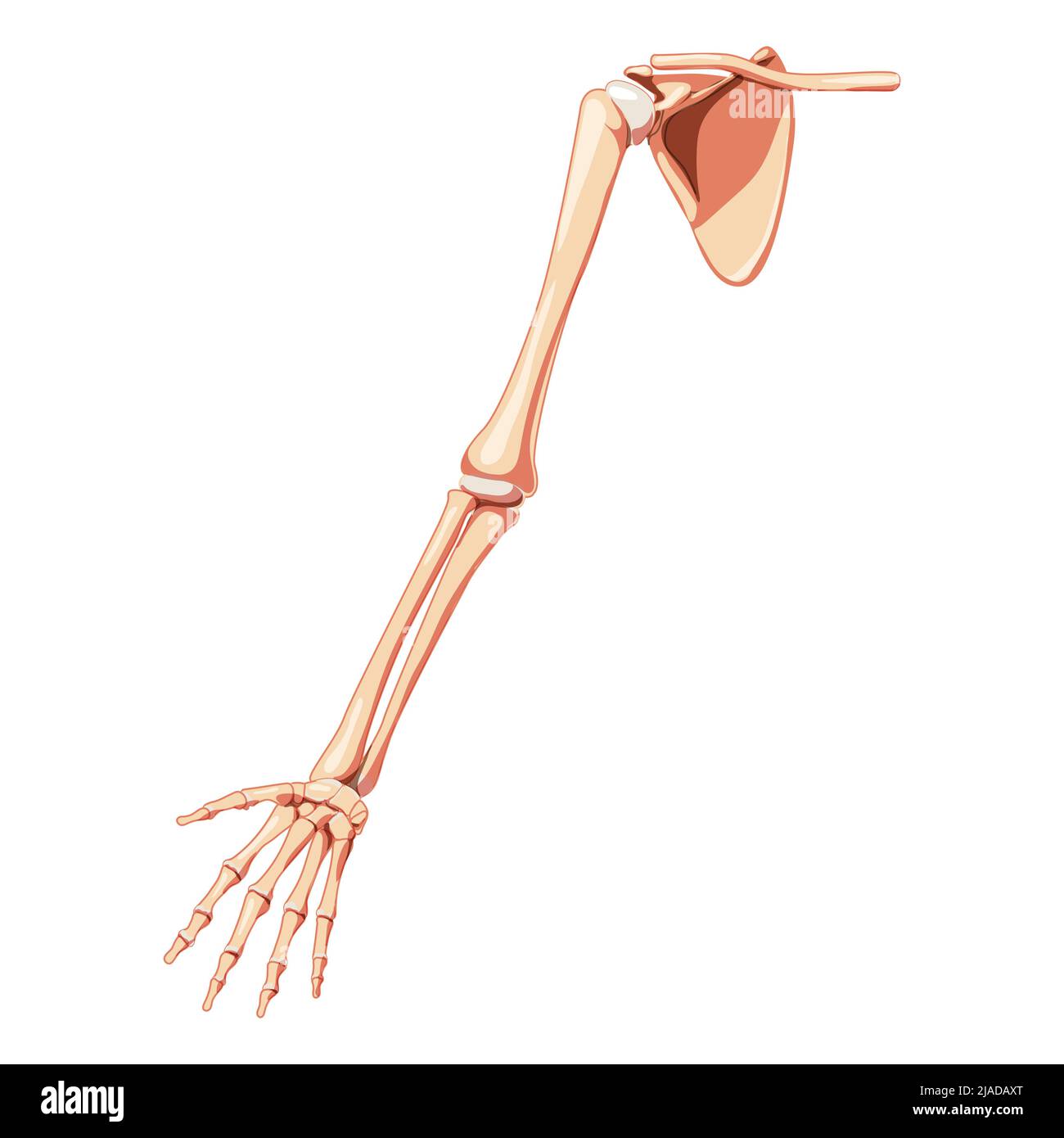 Upper limb Arm with Shoulder girdle Skeleton Human front view. Set of  Anatomically correct realistic flat natural color concept Vector  illustration of anatomy isolated on white background Stock Vector Image &  Art 