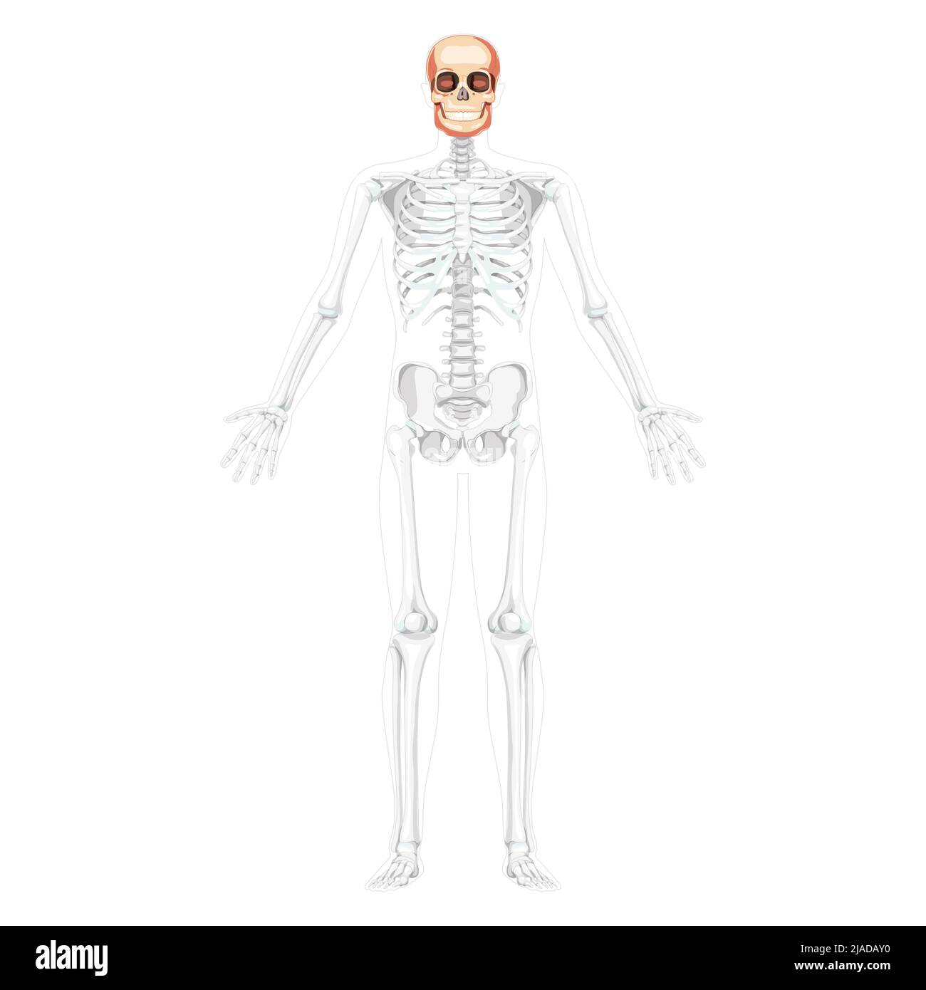 Human head Skull Skeleton front view with open hands partly transparent body position. Jaws Anatomically correct model. Chump realistic flat concept Vector illustration isolated on white background Stock Vector