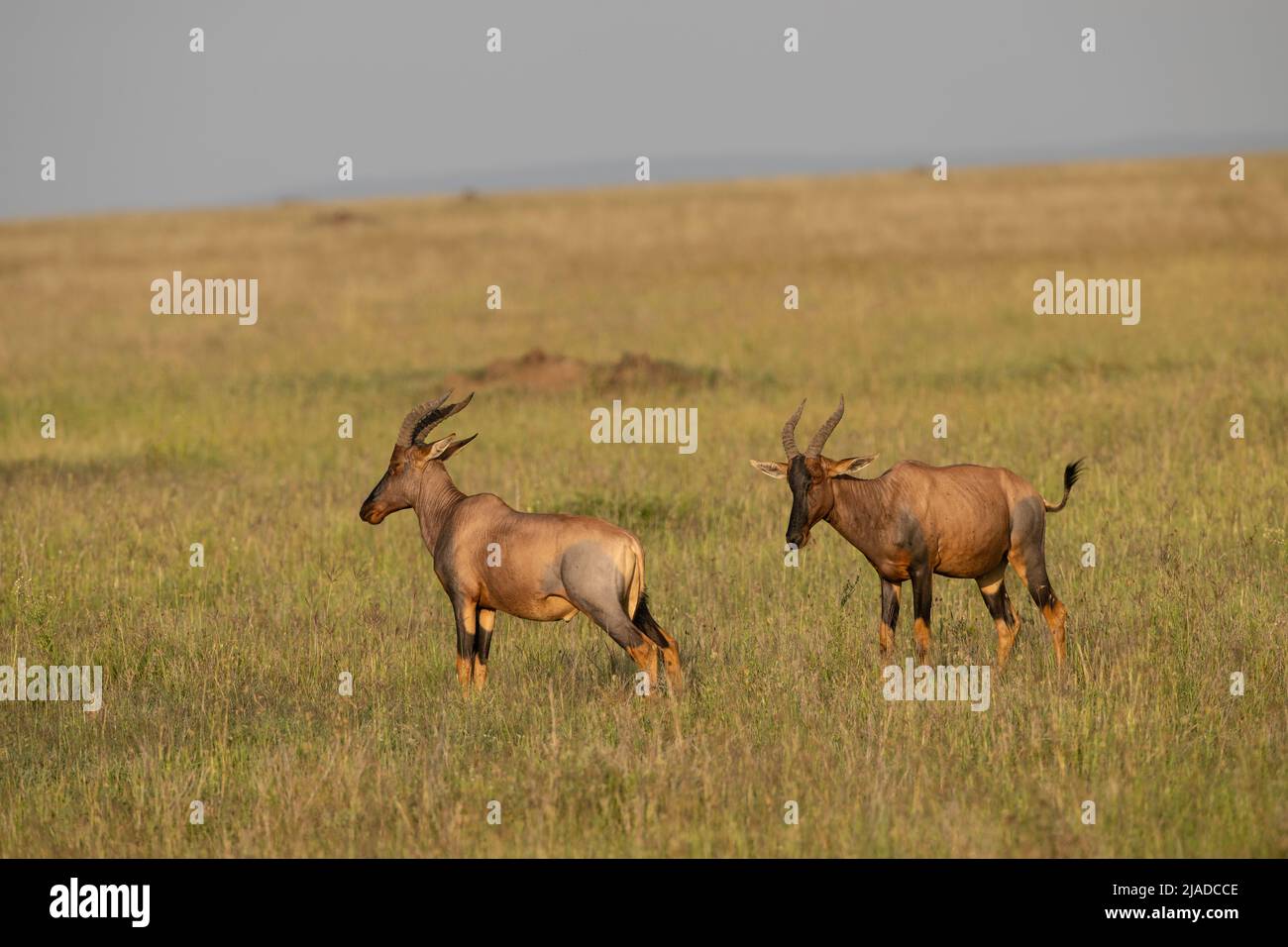 Two Topis Two male topis hi-res stock photography and images - Alamy