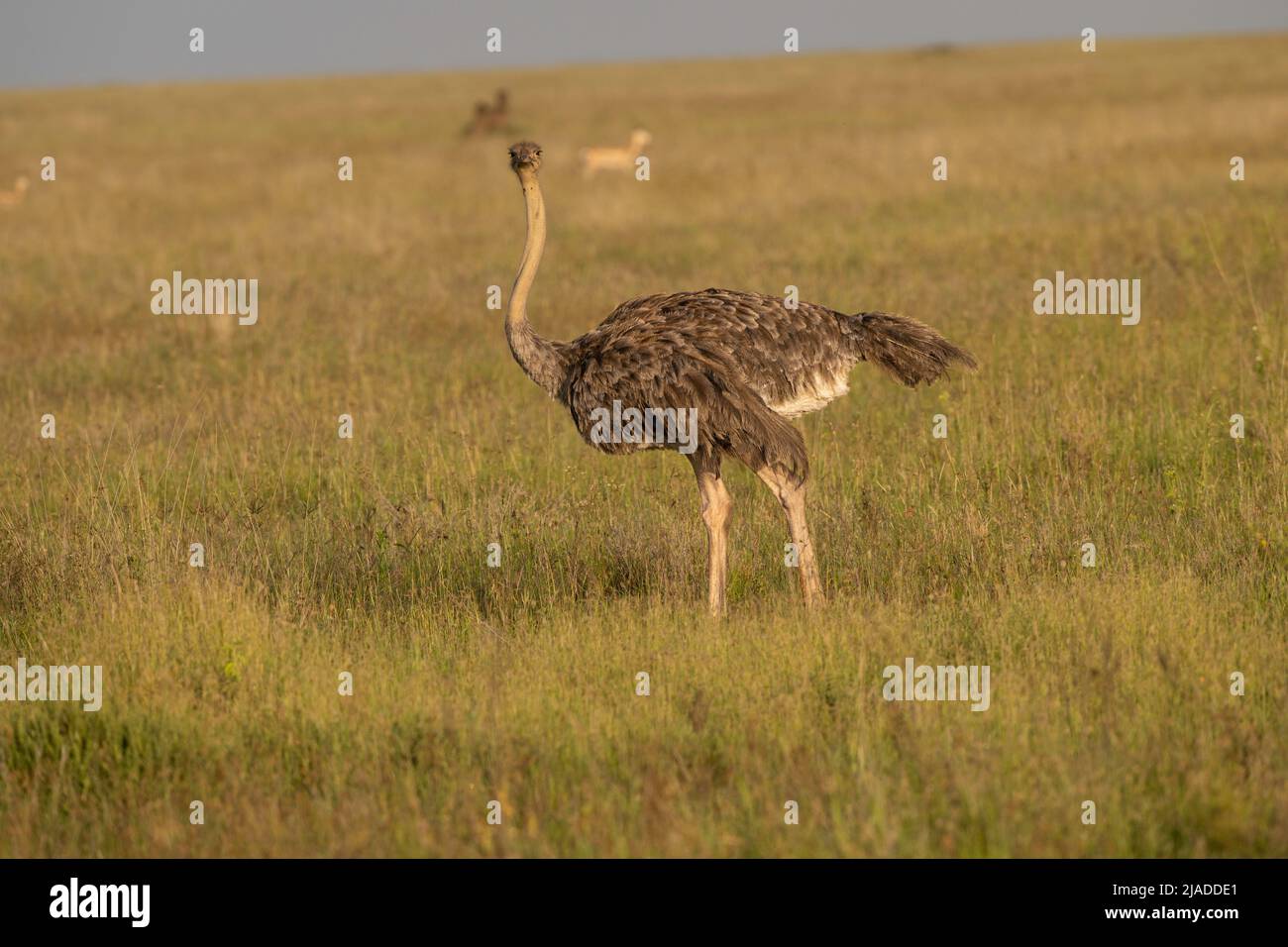 Female common ostrich, Tanzania Stock Photo