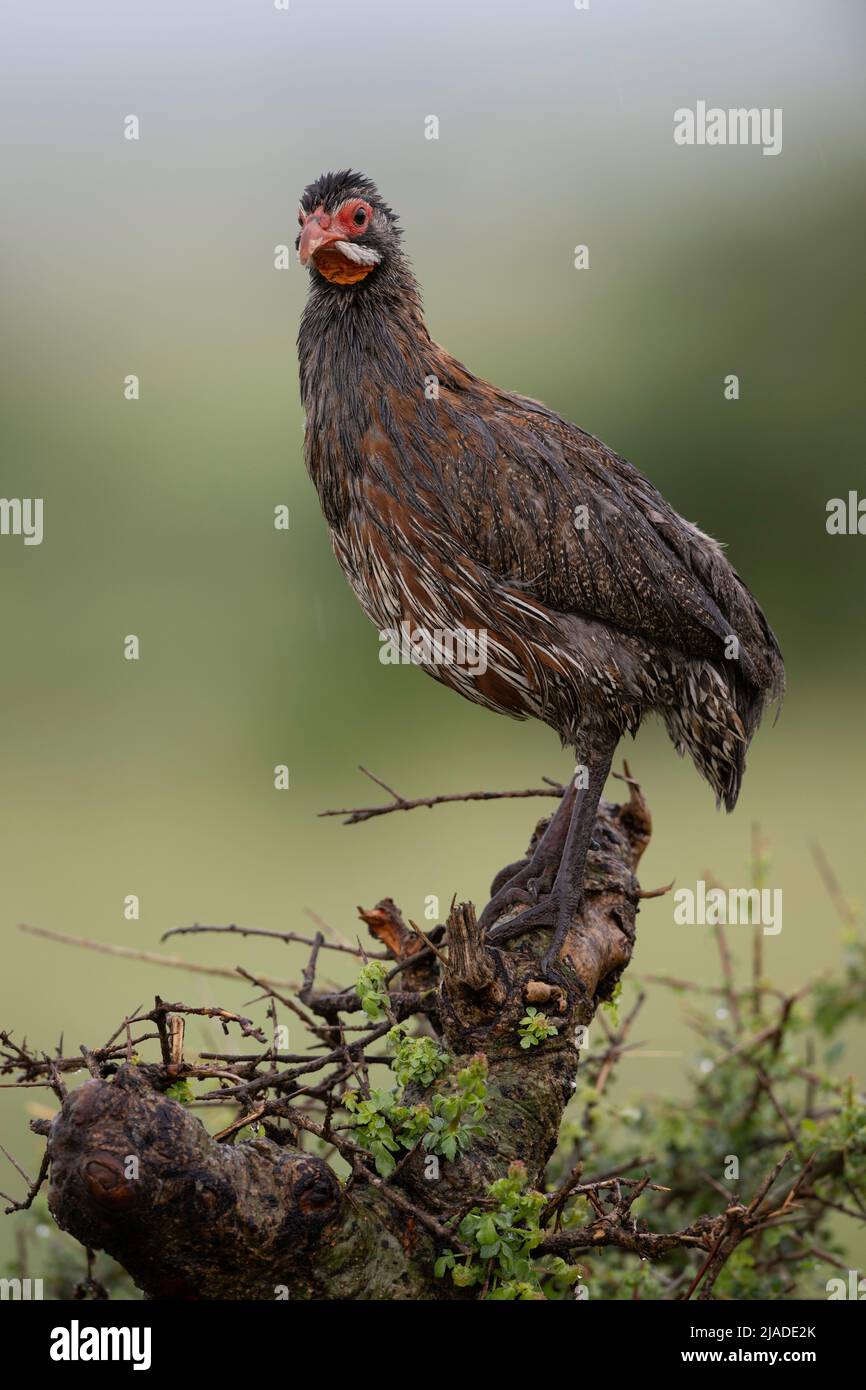 Grey-breasted Spurfowl, Serengeti National Park Stock Photo