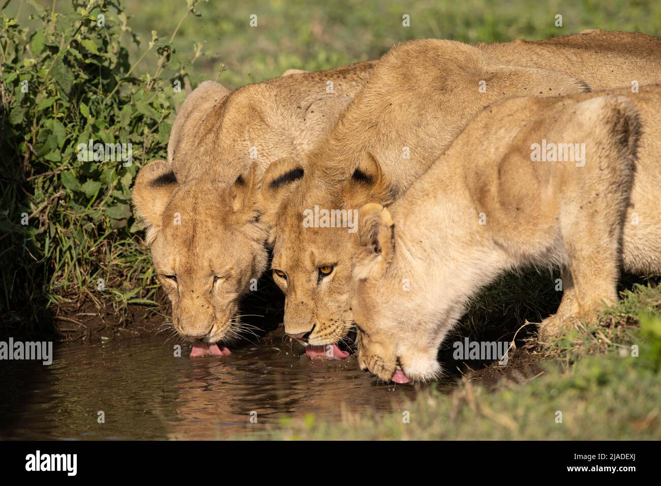 Lions drinking water, Serengeti National Park Stock Photo