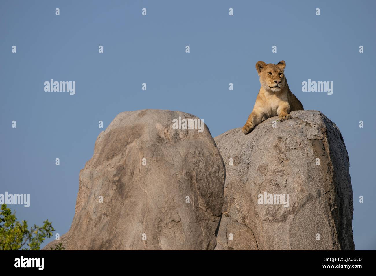 Lion on Kopje, Serengeti National Park Stock Photo