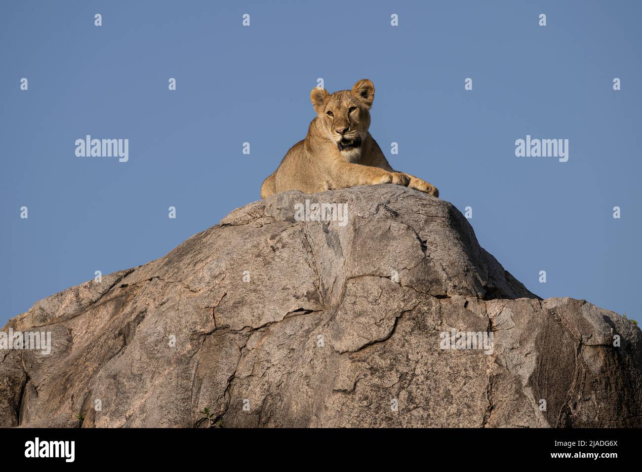 Lion on Kopje, Serengeti National Park Stock Photo