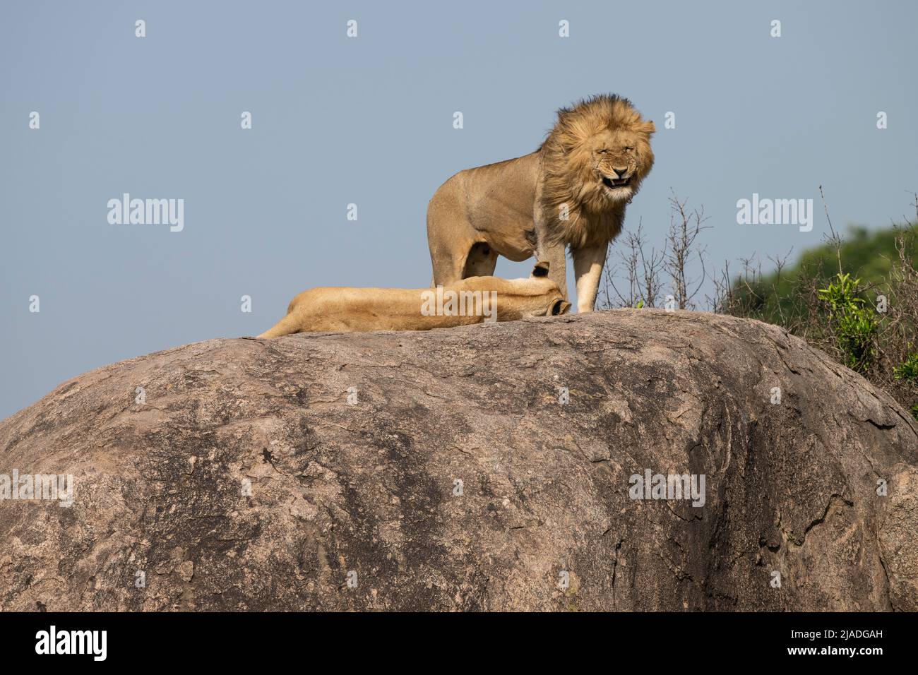 Lion and Lioness Breeding, Serengeti National Park Stock Photo