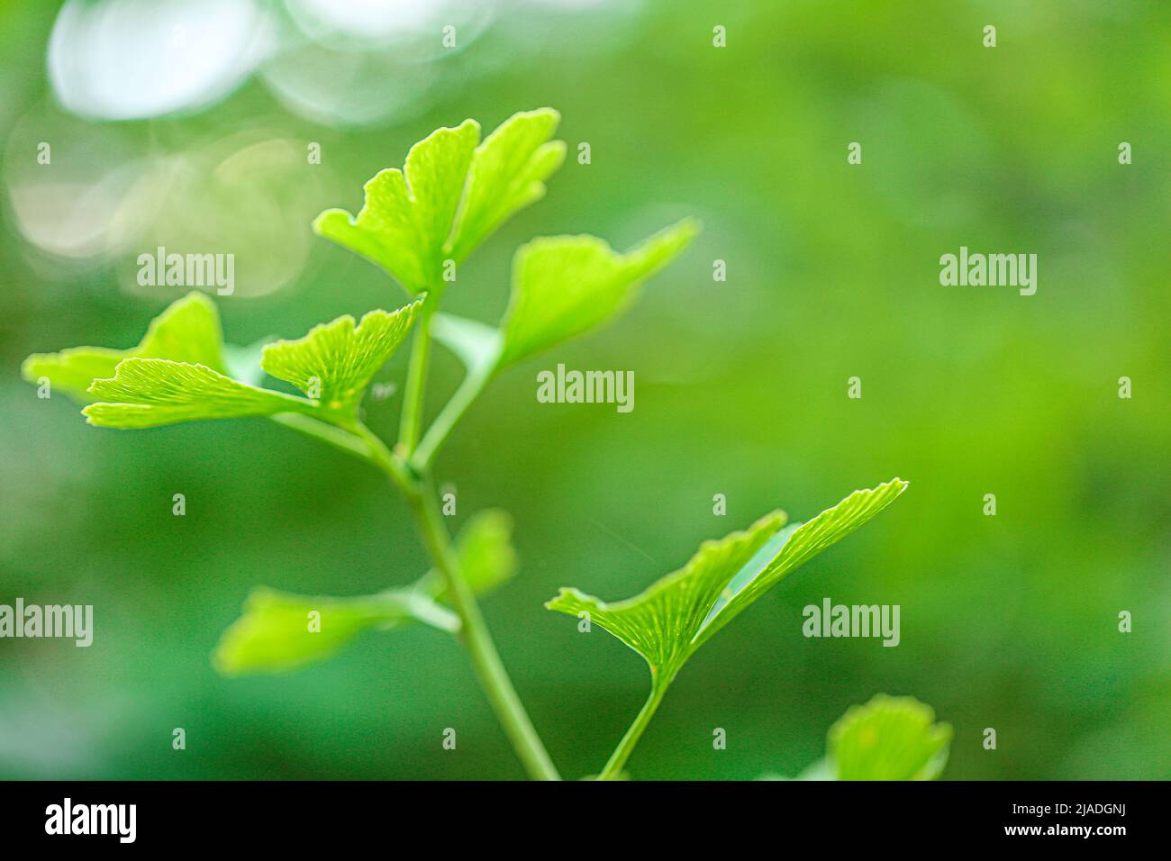 Ginkgo biloba leaf on blurred background.Ginkgo biloba plant in summer green garden.Alternative medicine and homeopathy.Green pharmacy.Ginko green Stock Photo