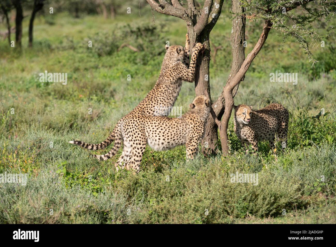 Cheetah siblings at tree, Tanzania Stock Photo