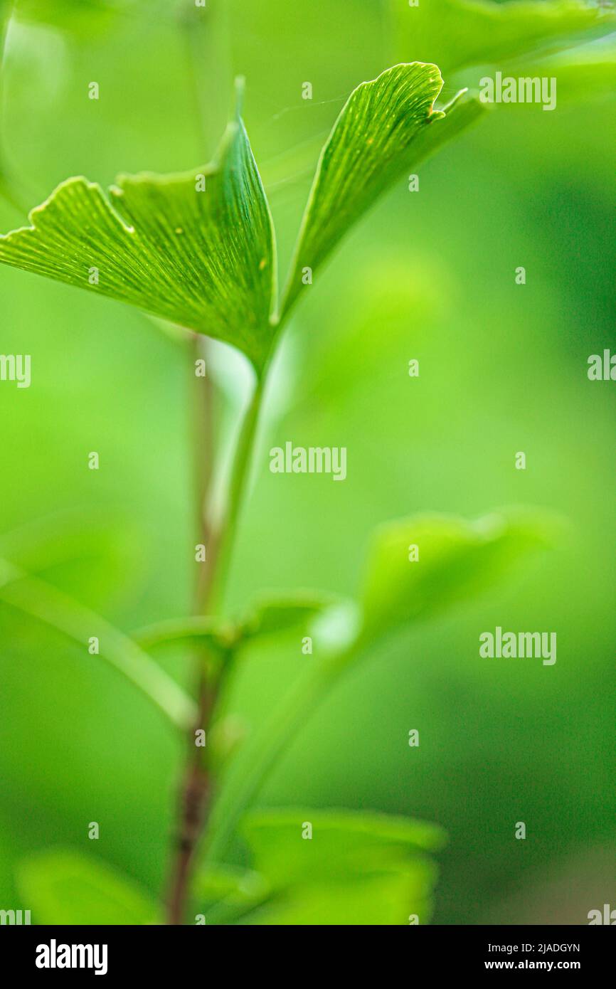 Ginkgo biloba leaf on green blurred background.Ginkgo biloba plant in summer green garden.Alternative medicine and homeopathy.Green pharmacy. Stock Photo