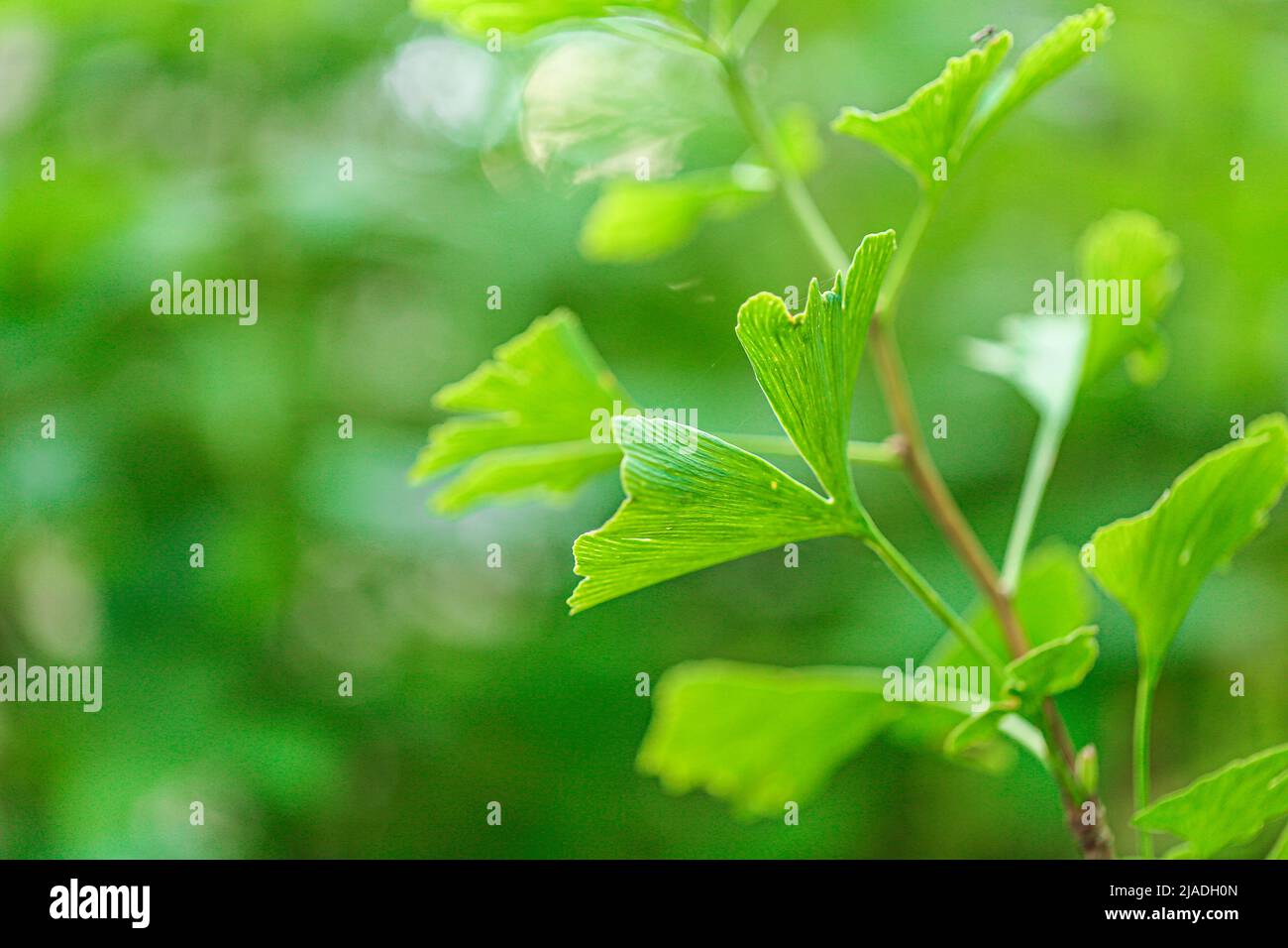 Ginkgo biloba leaf on green blurred background.Ginkgo biloba plant in summer green garden.Alternative medicine and homeopathy.Green pharmacy Stock Photo