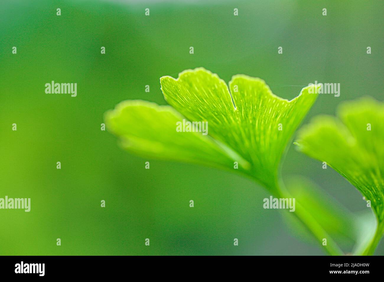 Ginkgo biloba on green blurred background.Ginkgo biloba plant in summer green garden.Alternative medicine and homeopathy.Green pharmacy.Ginko green Stock Photo