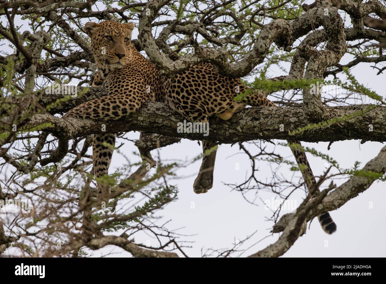 Leopard in Acacia Tree, Tanzania Stock Photo