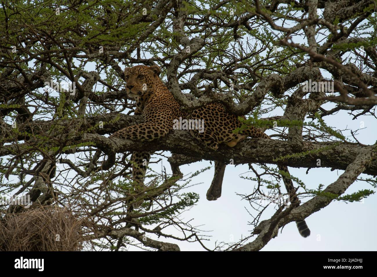Leopard in Acacia Tree, Tanzania Stock Photo