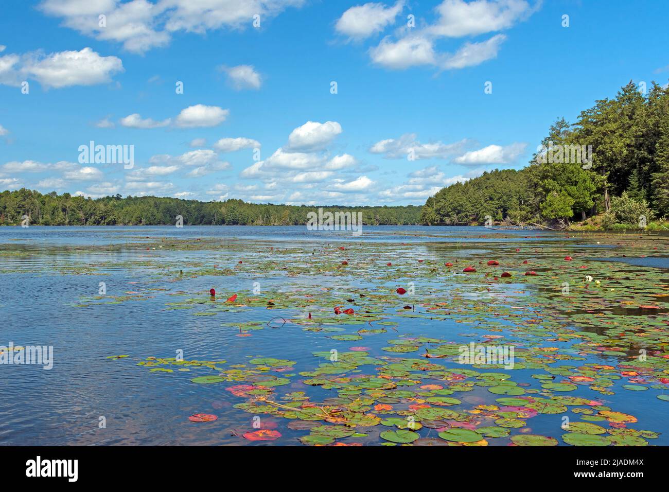 Colorful Lily Pads on a North Woods Lake on Crooked Lake in the Sylvania Wilderness in Michigan Stock Photo