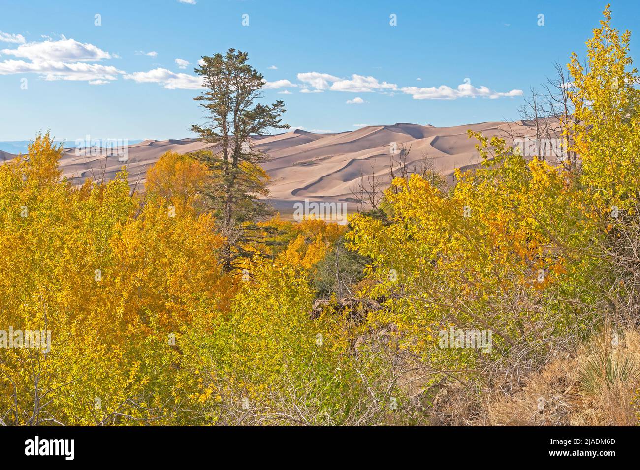The Great Sand Dunes Beyond the Autumn Colors in the Great Sand Dunes National Park in Colorado Stock Photo