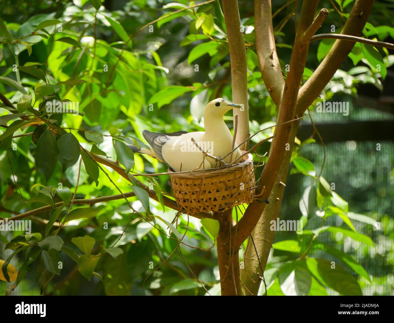 White imperial pigeon also known as Pied imperial pigeon (Ducula bicolor) is a relatively large, pied species of pigeon seated in nest on tree Stock Photo