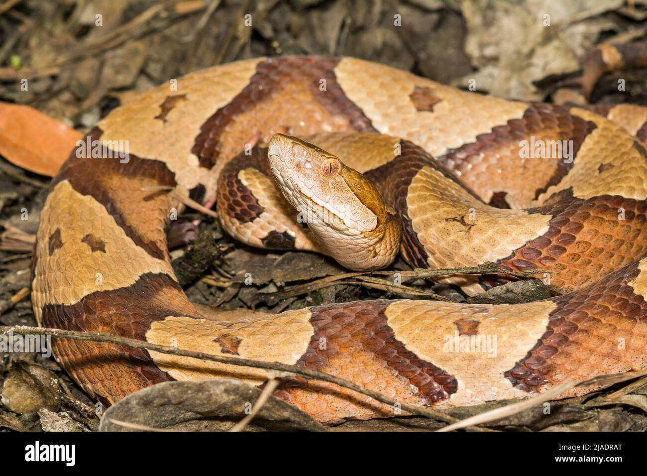 Eastern Copperhead Snake - Agkistrodon contortrix Stock Photo