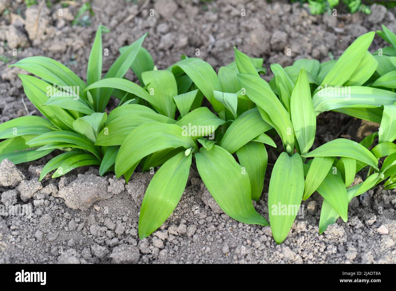 Ramson or wild garlic, leek growing in Far East Stock Photo
