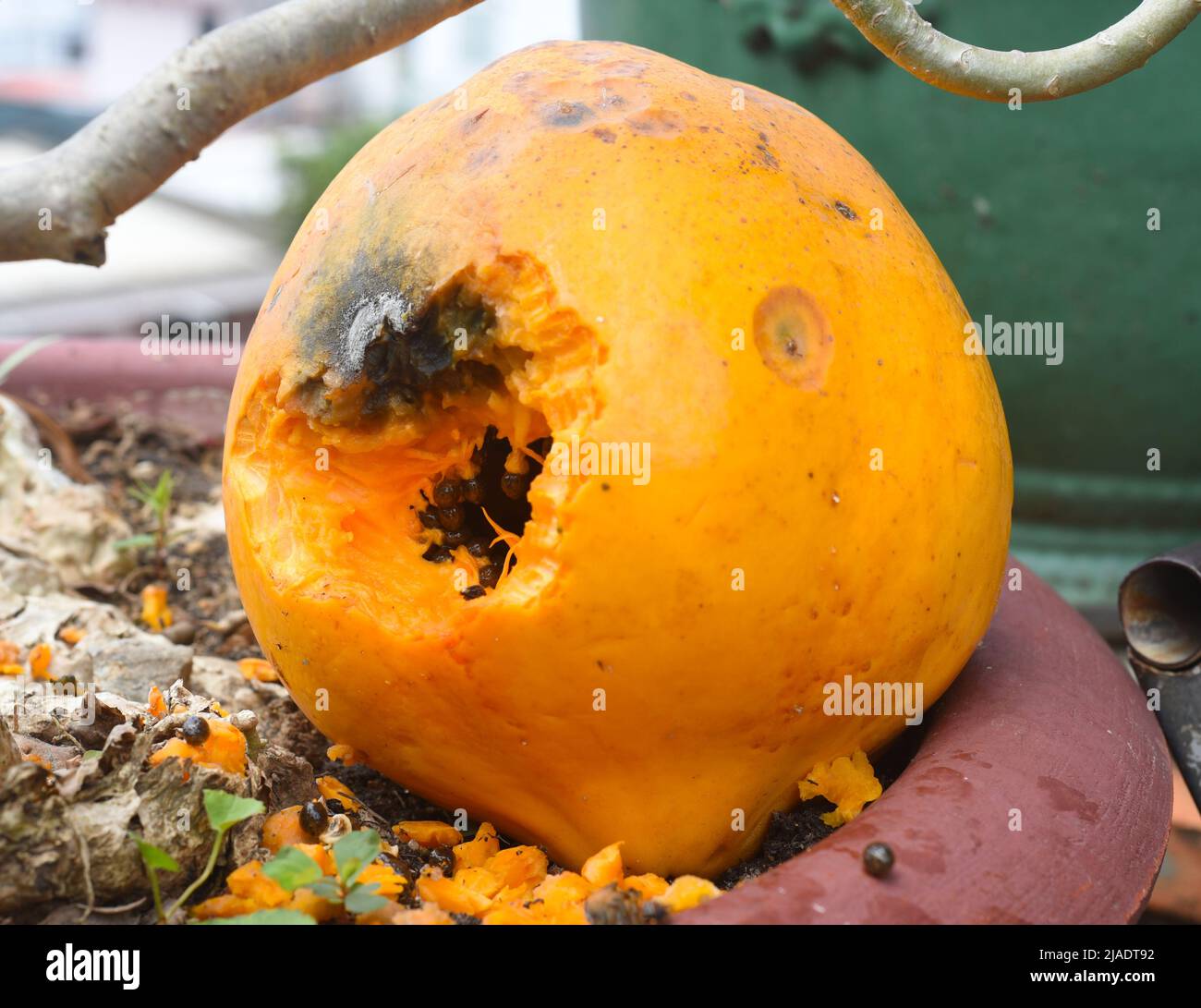 Rat teeth marks hires stock photography and images Alamy
