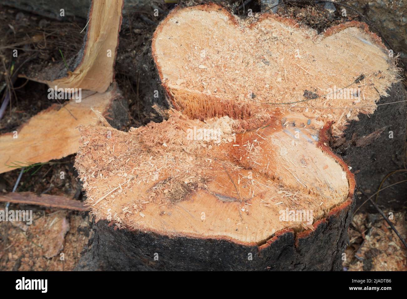 Cut down pine tree nature background Stock Photo Alamy