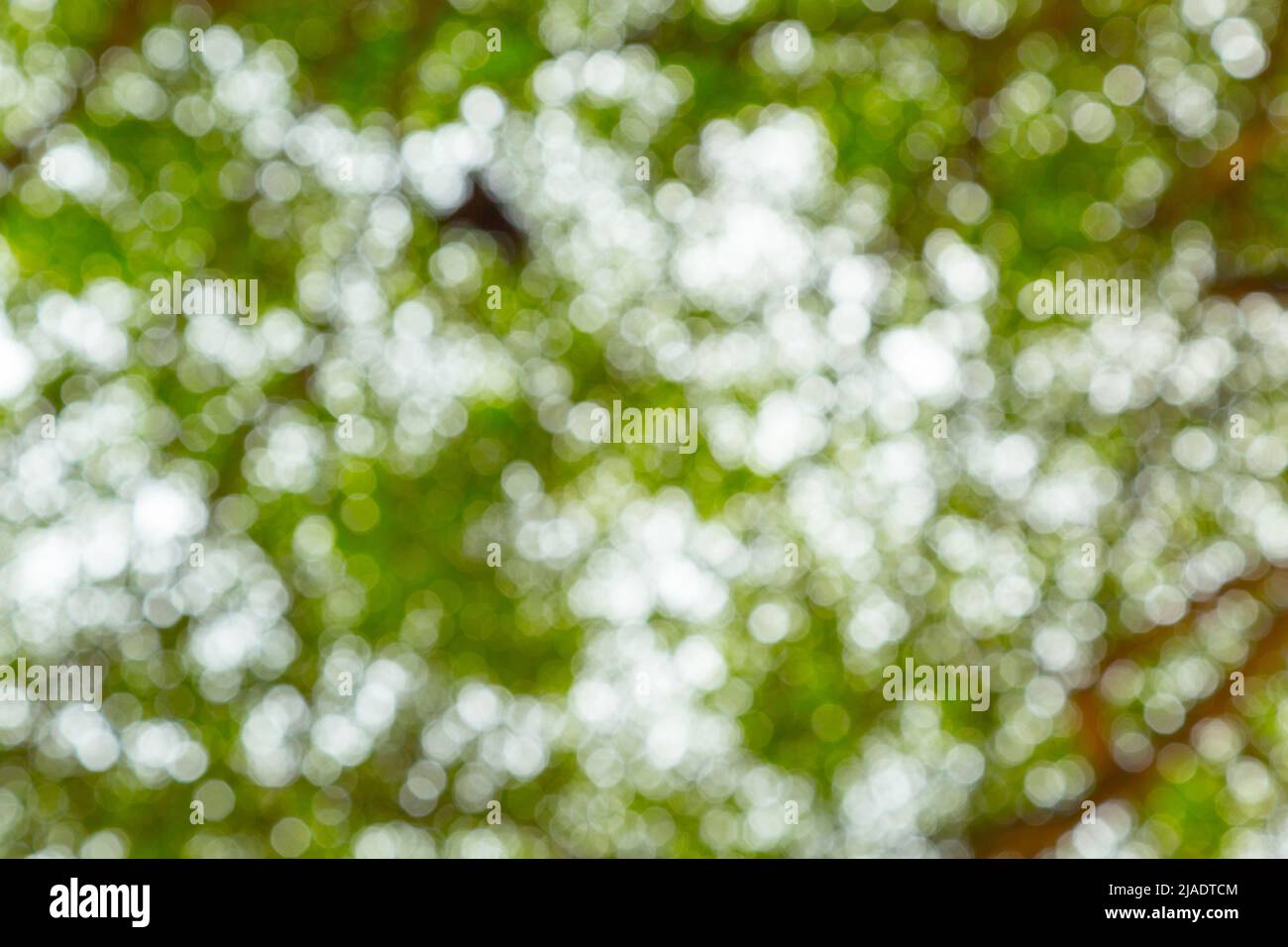 Green bokeh of tree nature background Stock Photo - Alamy