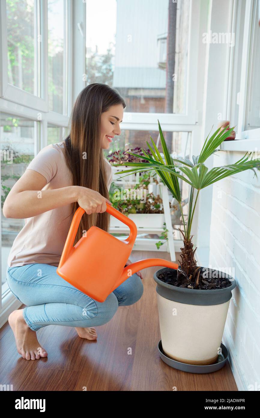 Young woman watering tree palm from can on balcony at home Stock Photo