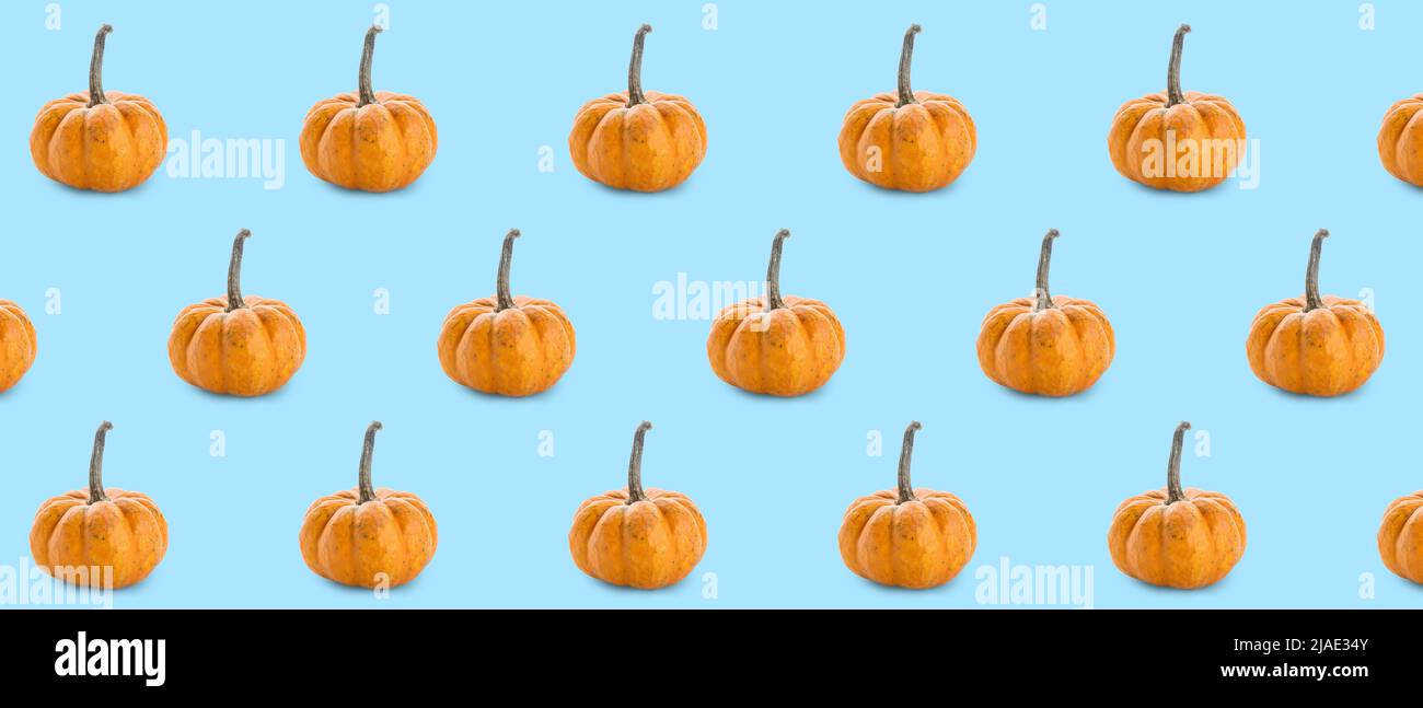 Many fresh pumpkins on light blue background. Pattern for design Stock ...