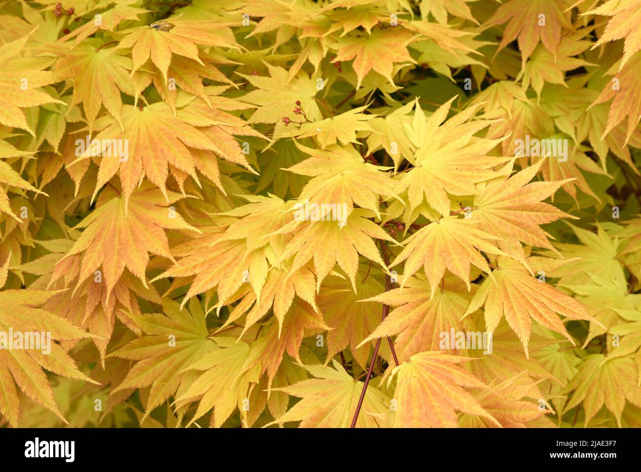 Closeup of pale yellow Japanese maple tree leaves in spring background Stock Photo