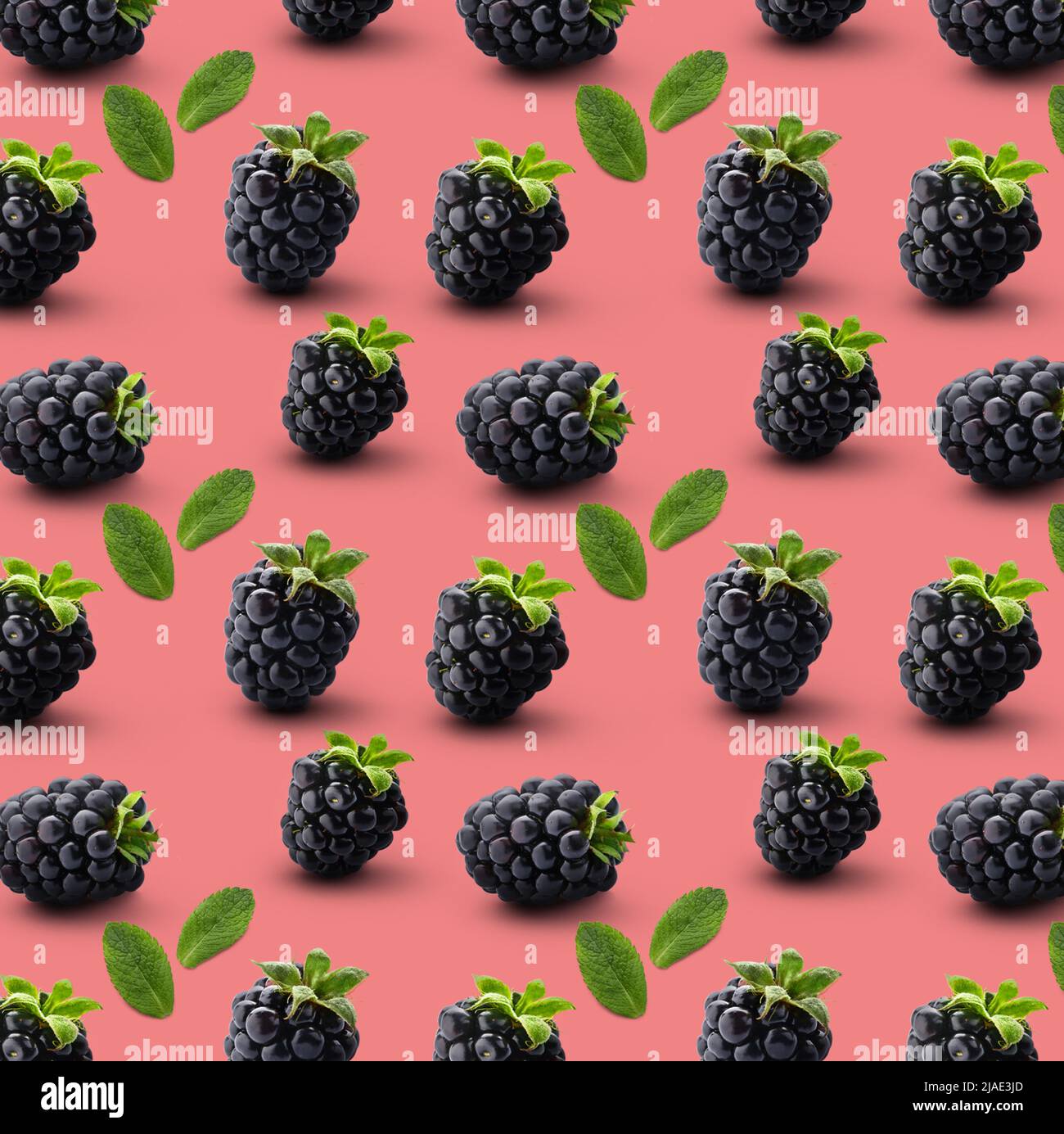 Many ripe blackberries and mint leaves on pink background. Pattern for design Stock Photo