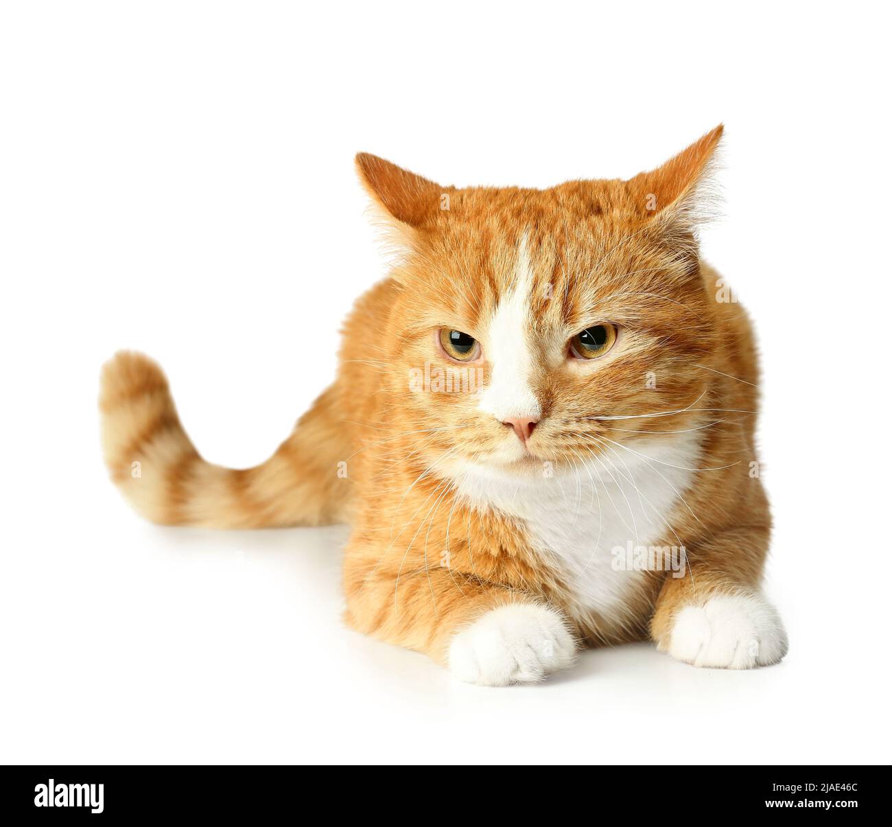 Cute cat isolated on white background Stock Photo - Alamy