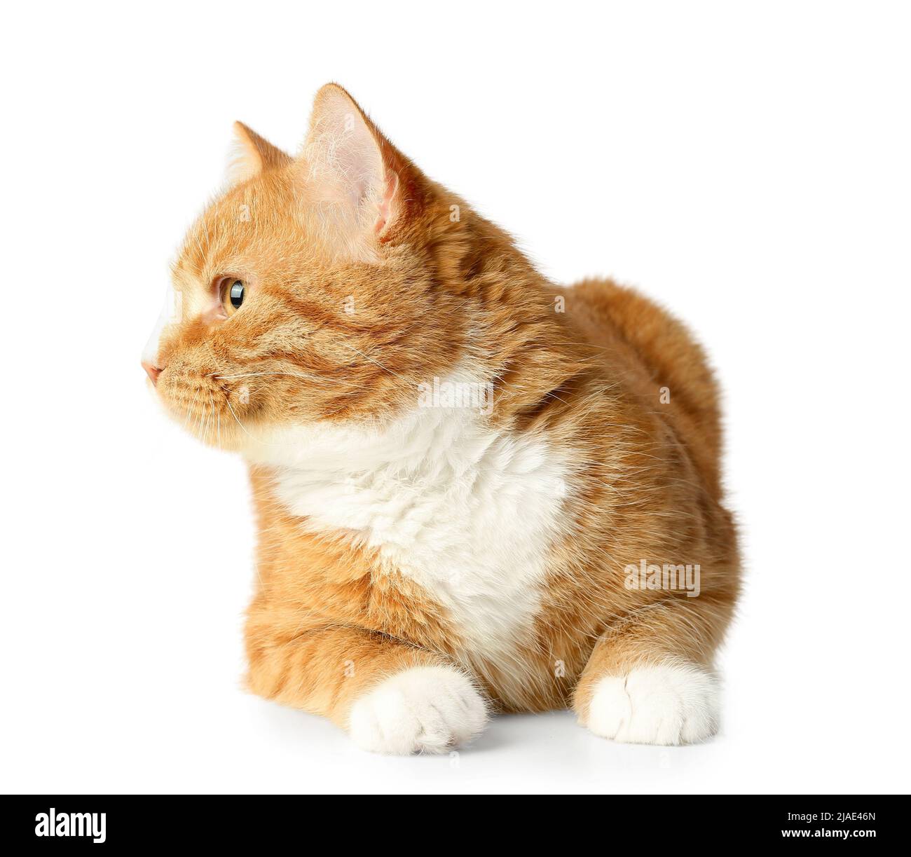 Cute cat isolated on white background Stock Photo - Alamy
